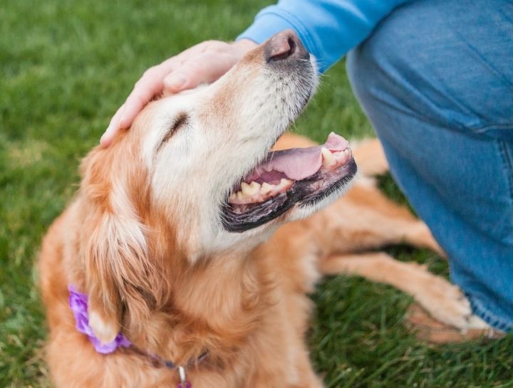 Paws in Time: Celebrating Senior Pets