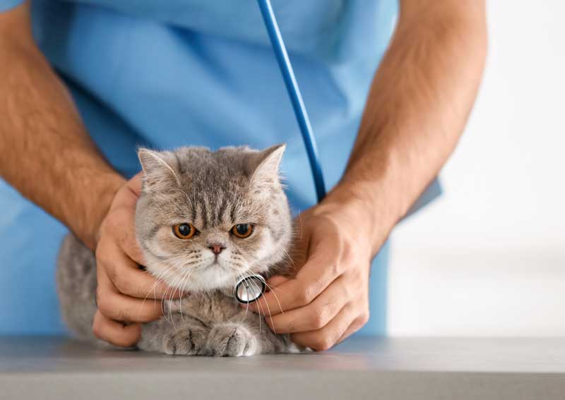 Carousel Slide 1: Cat veterinary exams